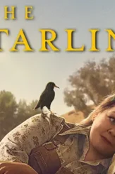 The_starling_2021_folder_icon_by_hoachy_new_derkwbl fullview - DesireMovies, DesireMovies2.My